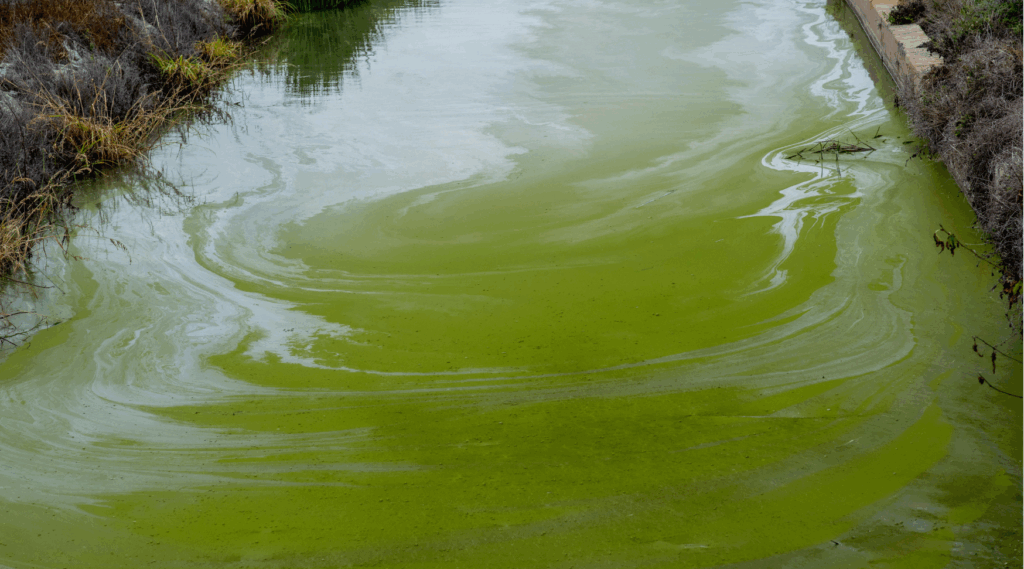 Blauwalg in het water