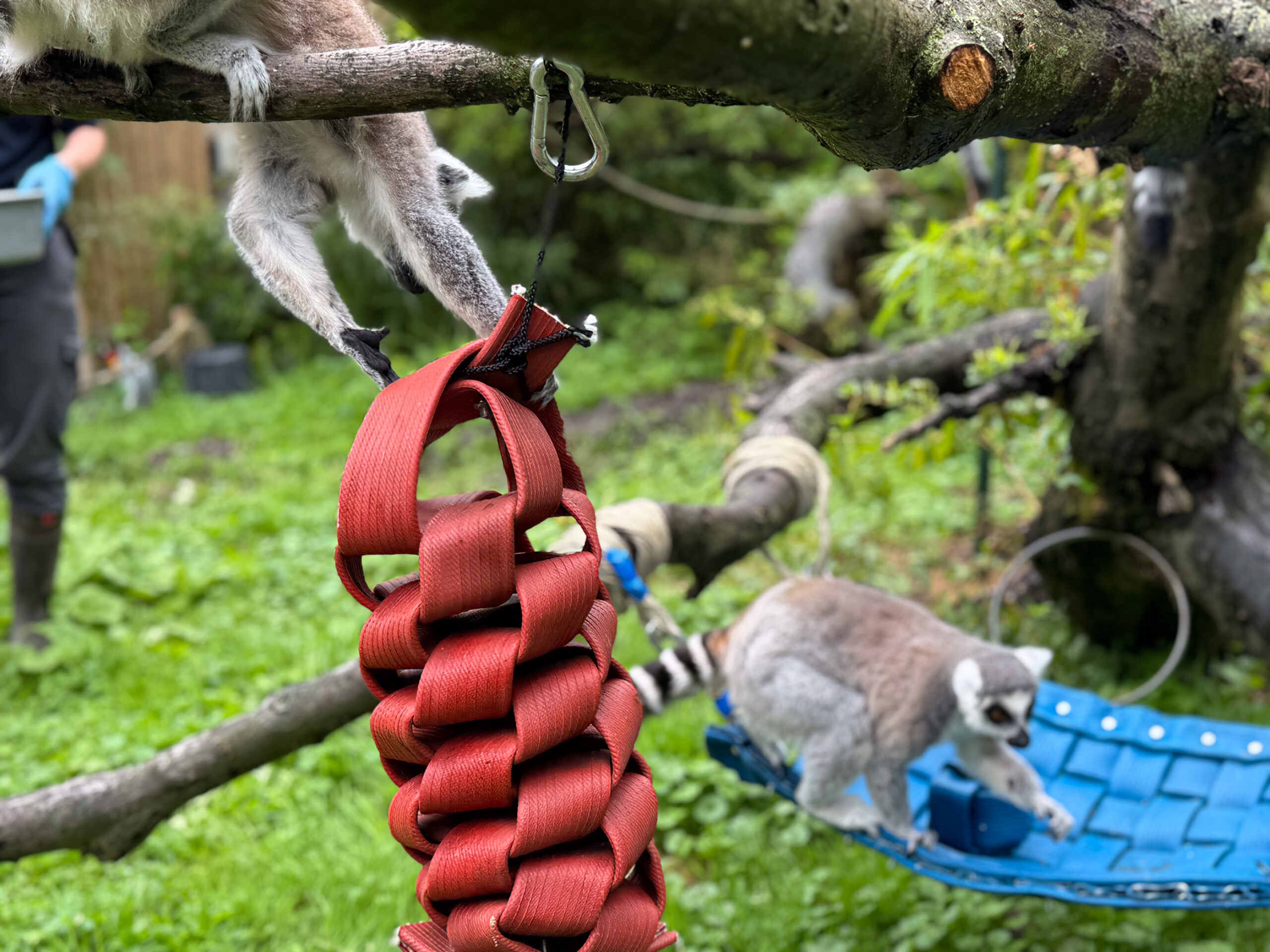 Van brandweer naar dierentuin: een verrassend tweede leven voor oude brandweerslangen